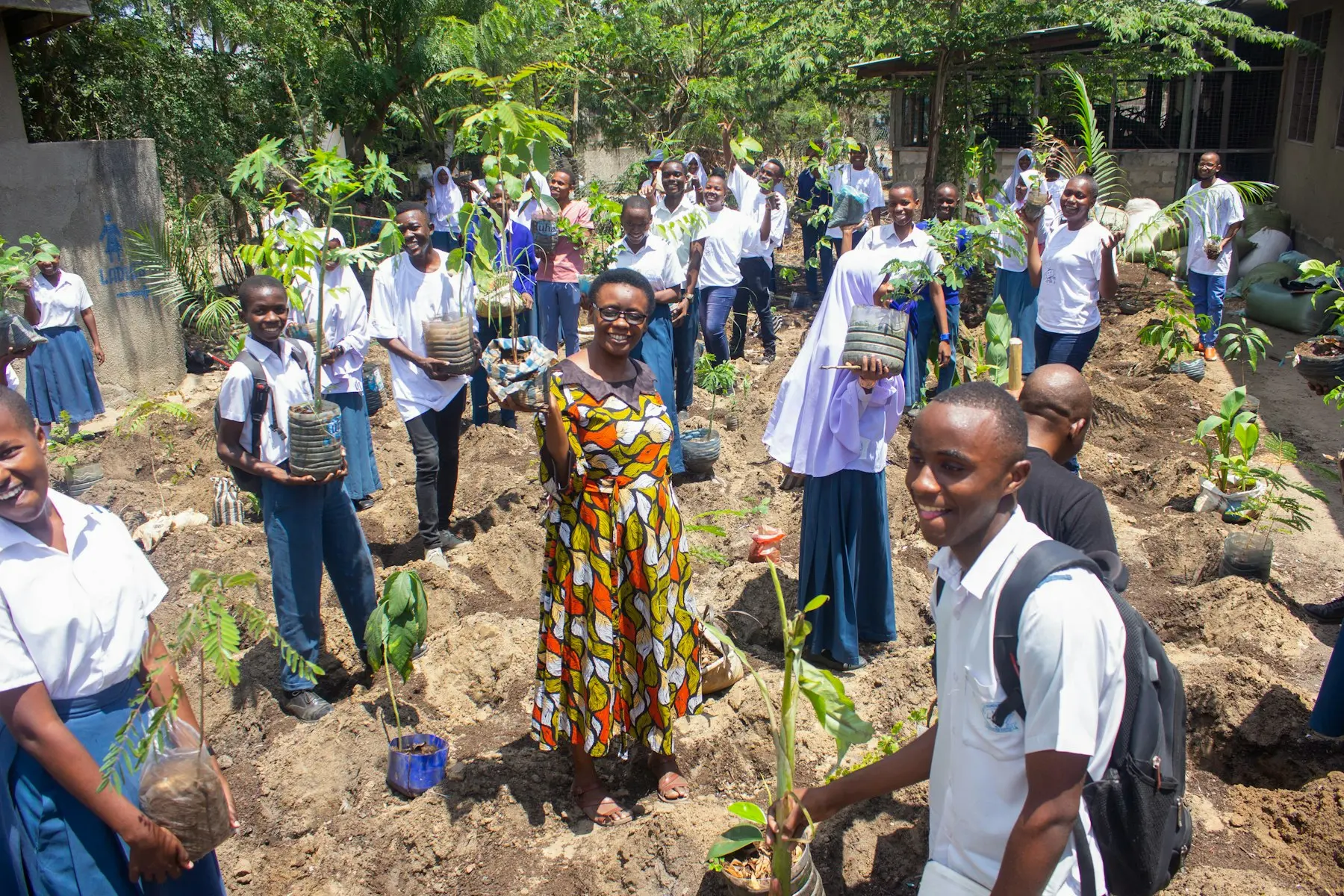 Lush forest canopy representing environmental education