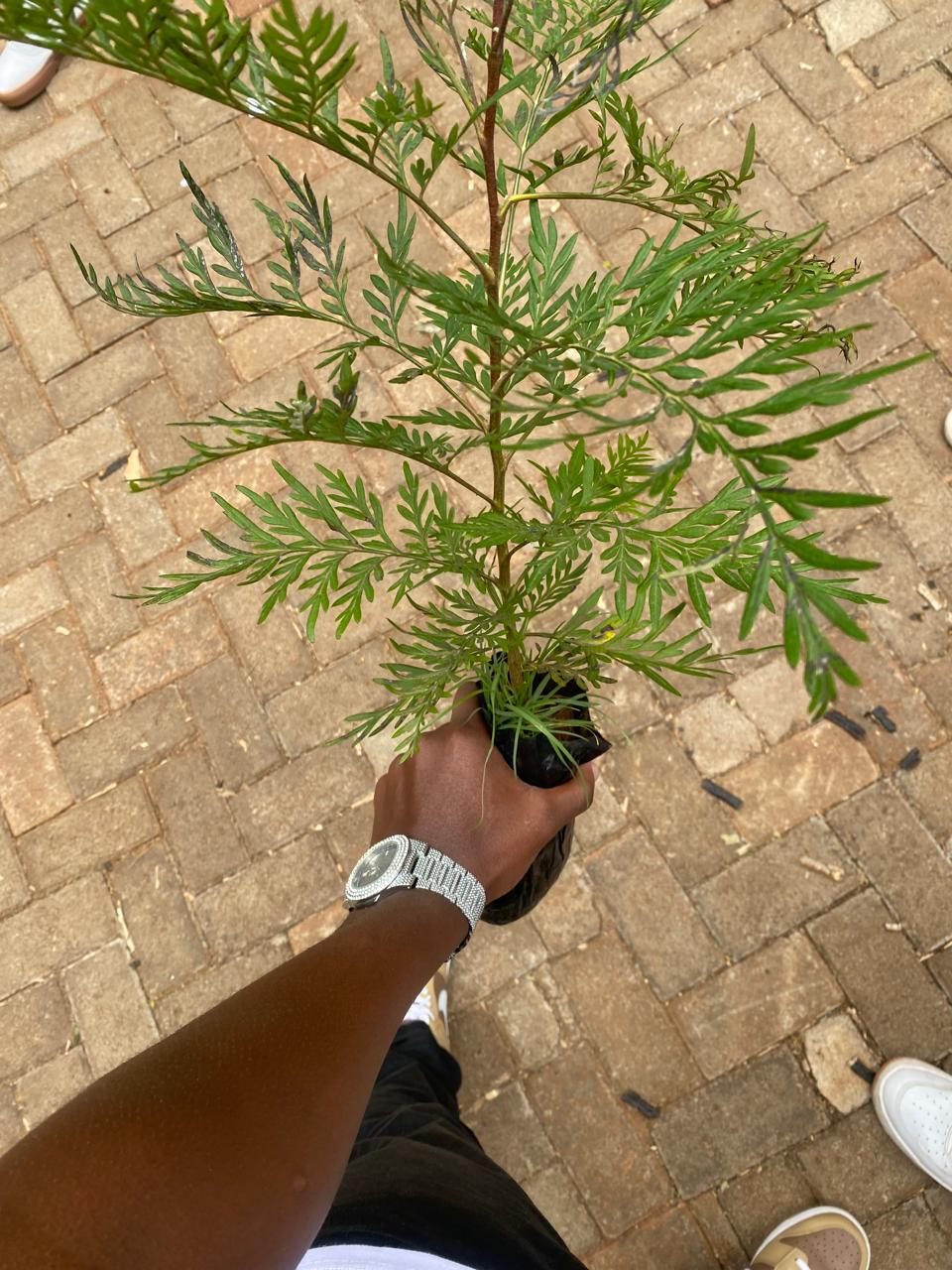 Environmental conservation work in Kenya